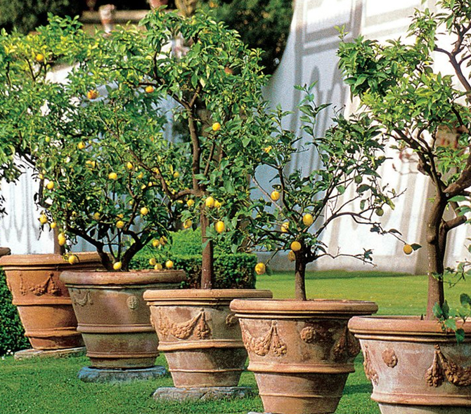 Lemons planted in ancient garland Impruneta pots